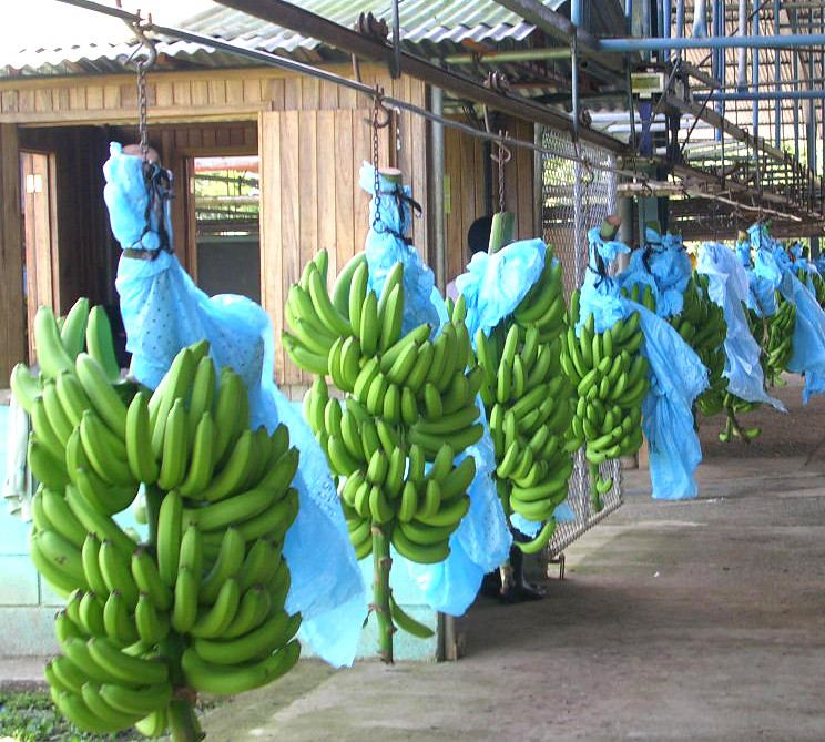 Fruit Protection Bags