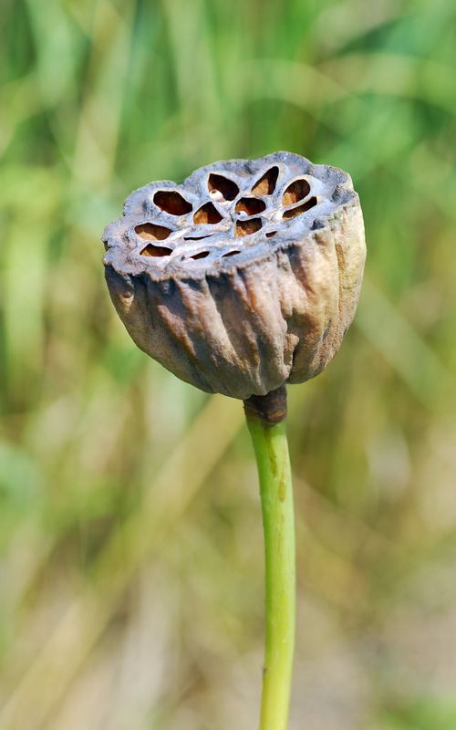 Kamal Gatta (Lotus Seed) Beads