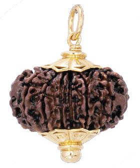 5 Mukhi Rudraksha Pendant with Cap (Private Label)