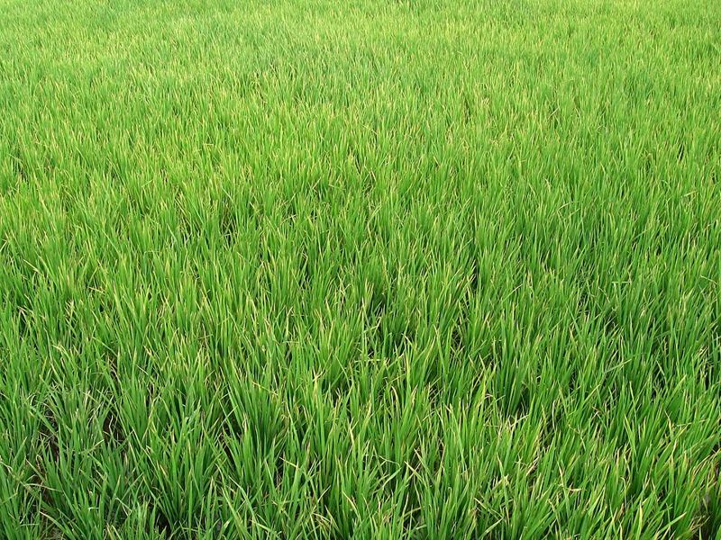 Agriculture & Farming