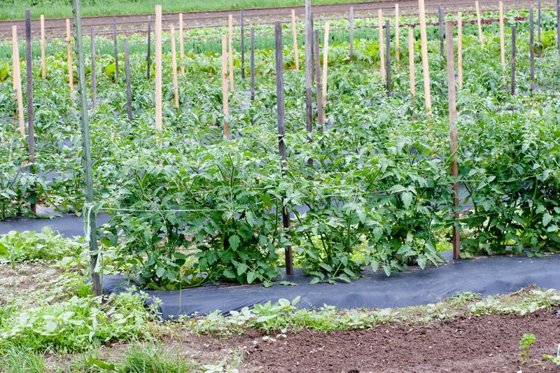 Plant Clips & Trellis Twine