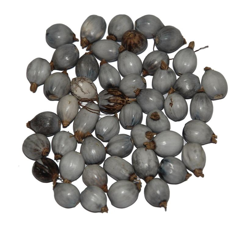 Vaijanti Seed Beads